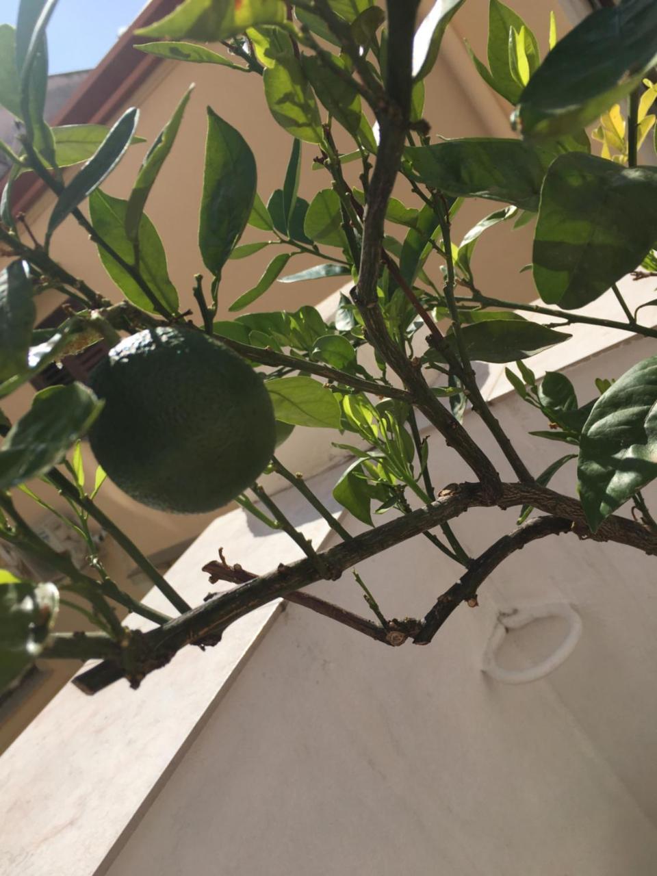 Acomodação com café da manhã  Cialoma Palermo